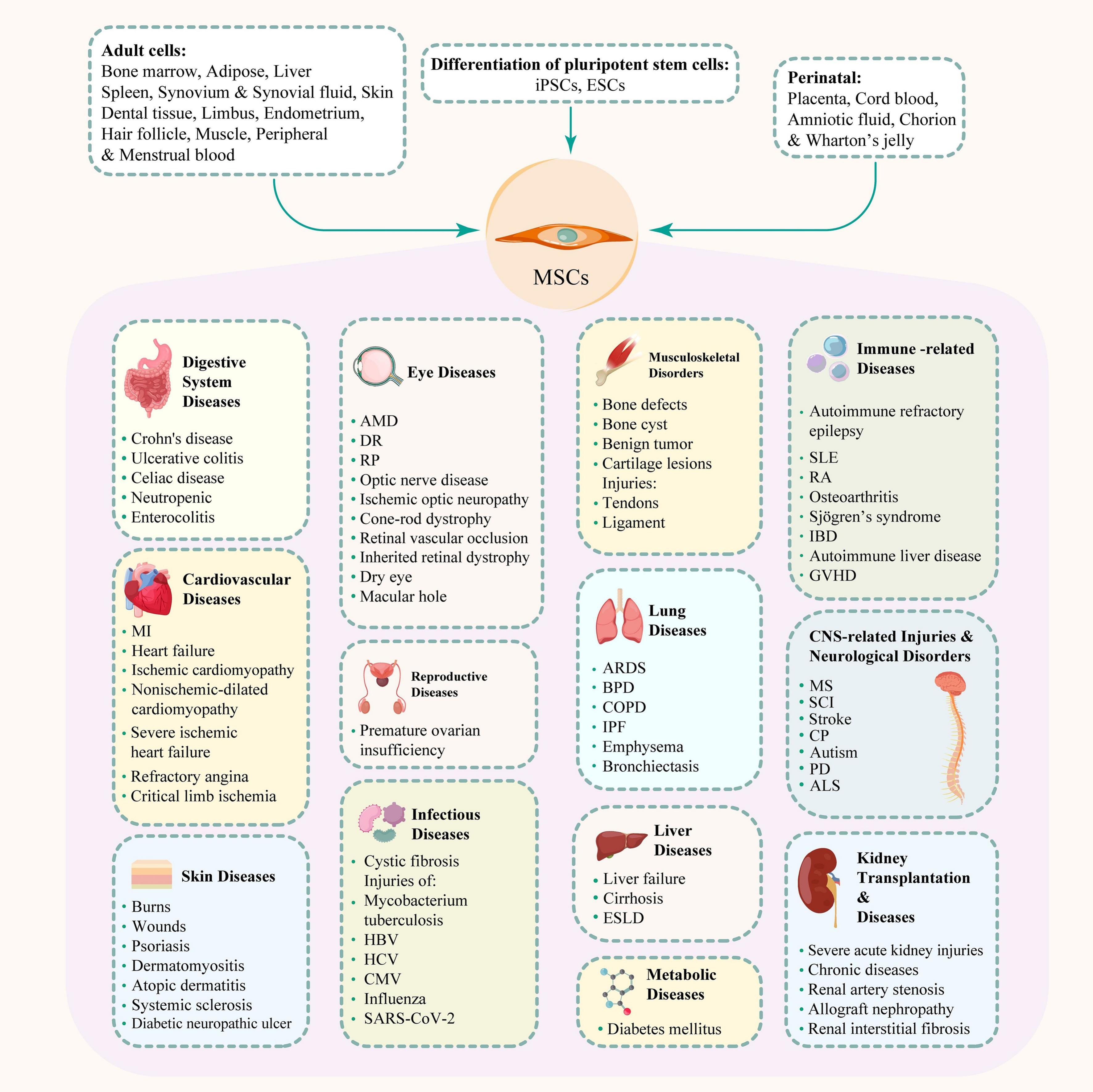 圖2：間充質(zhì)干細(xì)胞、其來(lái)源和治療潛力。