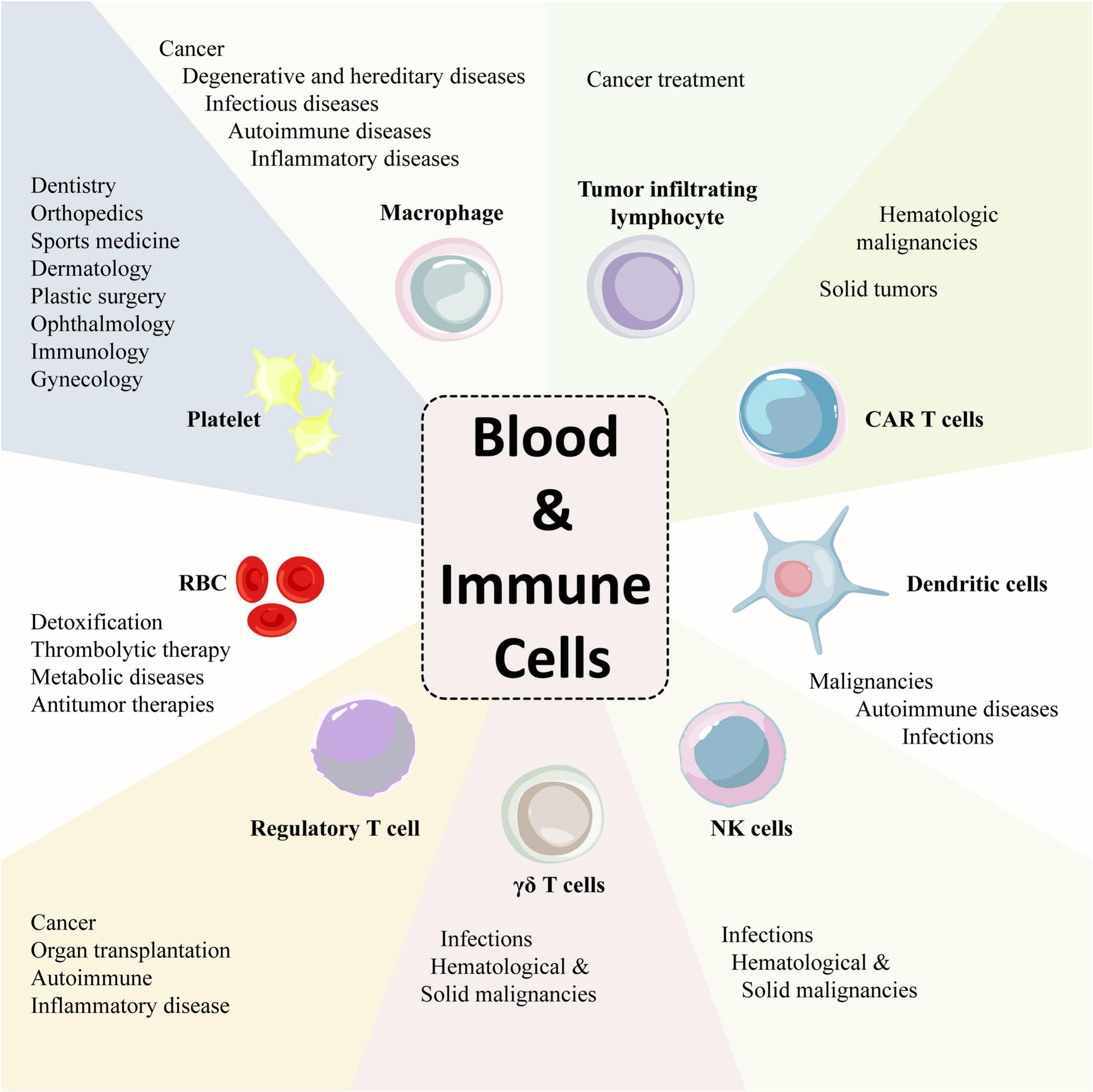 圖6：各種成熟的血液和免疫細(xì)胞及其治療潛力。