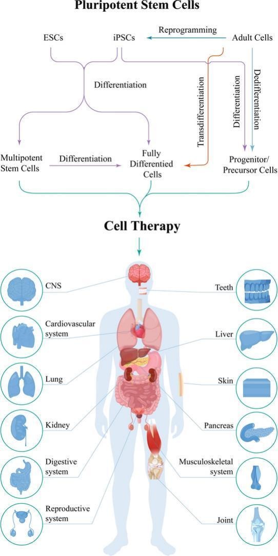 快速搞懂細(xì)胞全家福：同為細(xì)胞，它們有何不同？臨床應(yīng)用潛力如何？