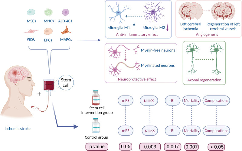 圖7：干細(xì)胞治療缺血性中風(fēng)的作用機(jī)制。