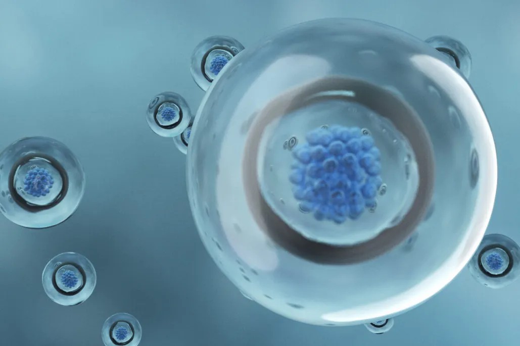 干細(xì)胞從哪里來(lái)？