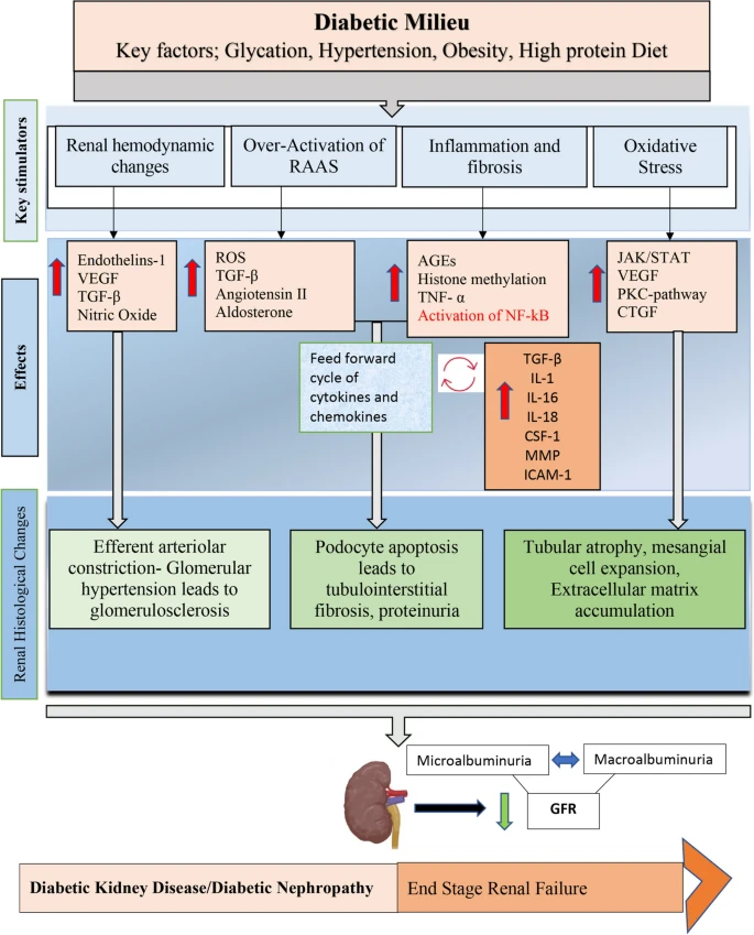 糖尿病腎病（DKD）的簡明病理生理學(xué)如圖2所示