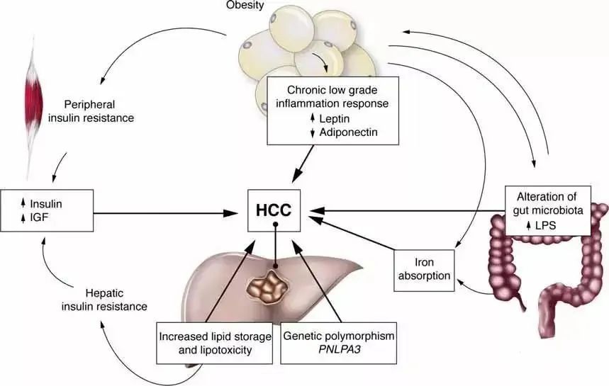 乙肝病毒DNA的特殊構(gòu)造 乙肝病毒DNA的特殊構(gòu)造