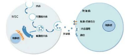 干細(xì)胞外泌體