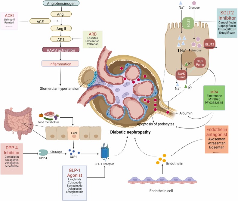 圖3：糖尿病腎病代表性藥物治療的基本機制。