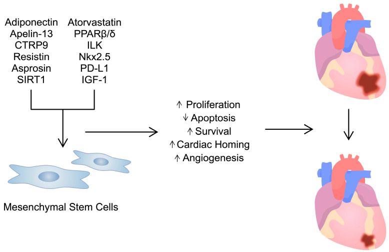 圖3：用多種試劑/分子預(yù)處理間充質(zhì)干細(xì)胞可增強其活性。這可用于治療心臟病，例如心肌梗塞。