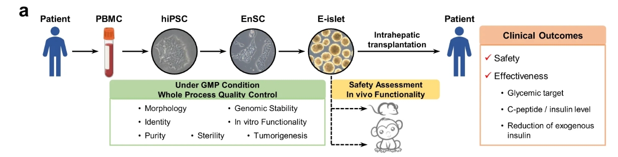 a?E-胰島的生成和質(zhì)量控制以及E-胰島移植的安全性/有效性評(píng)估的主要程序簡(jiǎn)要說明。