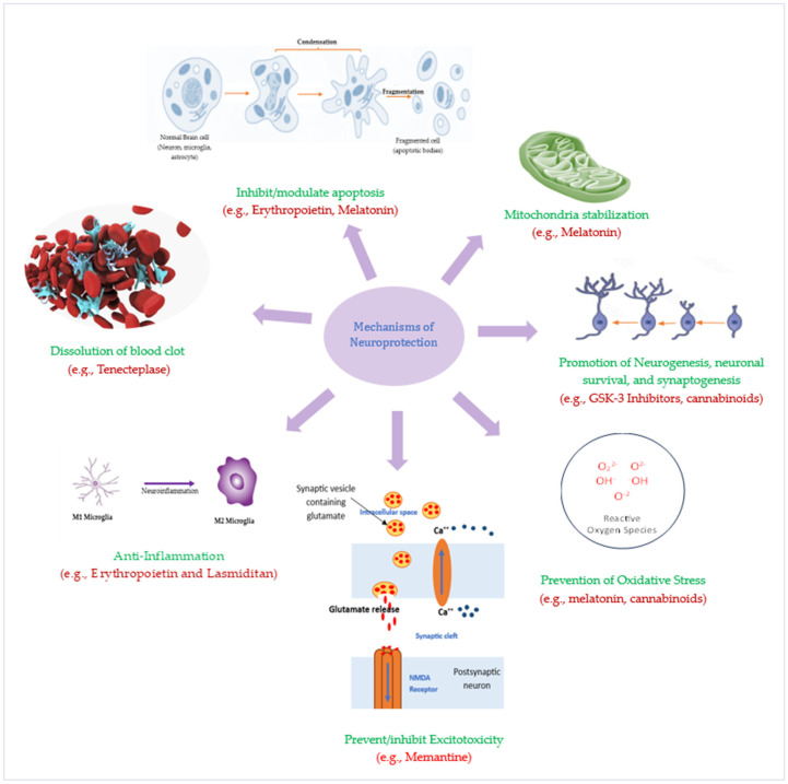 圖3：潛在神經保護療法的神經保護機制。