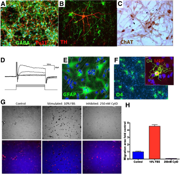圖1：人中樞神經(jīng)系統(tǒng)干細(xì)胞（HuCNS-SC）體外分化。