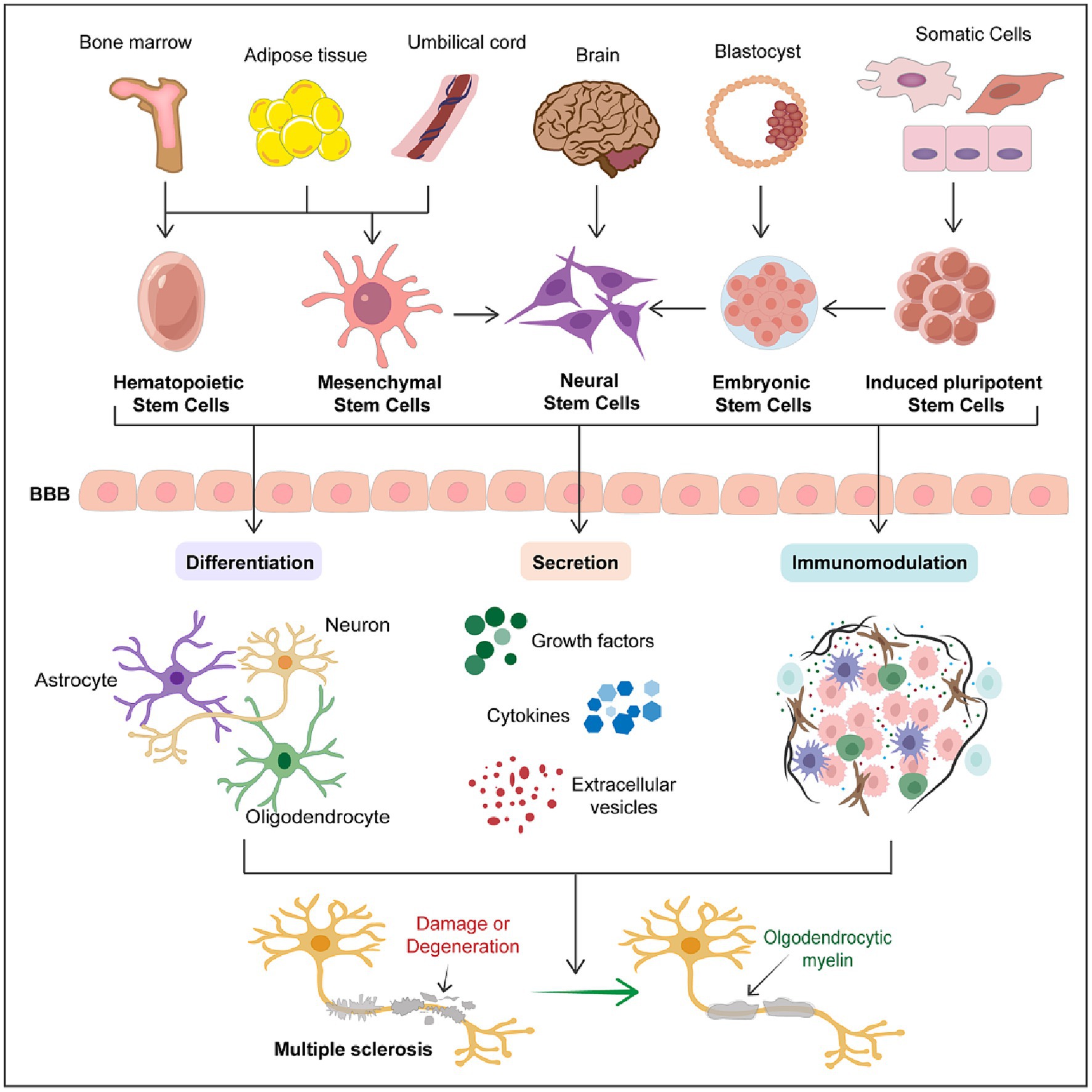 圖1：干細胞在多發(fā)性硬化癥中的治療潛力。