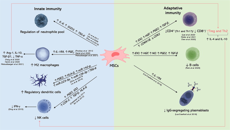 圖1:MSC分泌組的先天免疫反應(yīng) 圖1:MSC分泌組的先天免疫反應(yīng)