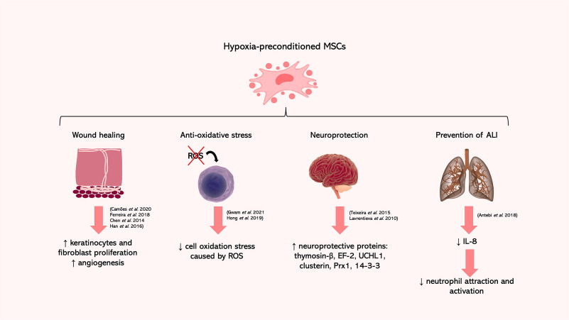 圖2:缺氧預(yù)處理的MSC 圖2:缺氧預(yù)處理的MSC