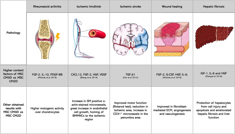 圖3:3D培養(yǎng)預(yù)處理MSC 圖3:3D培養(yǎng)預(yù)處理MSC