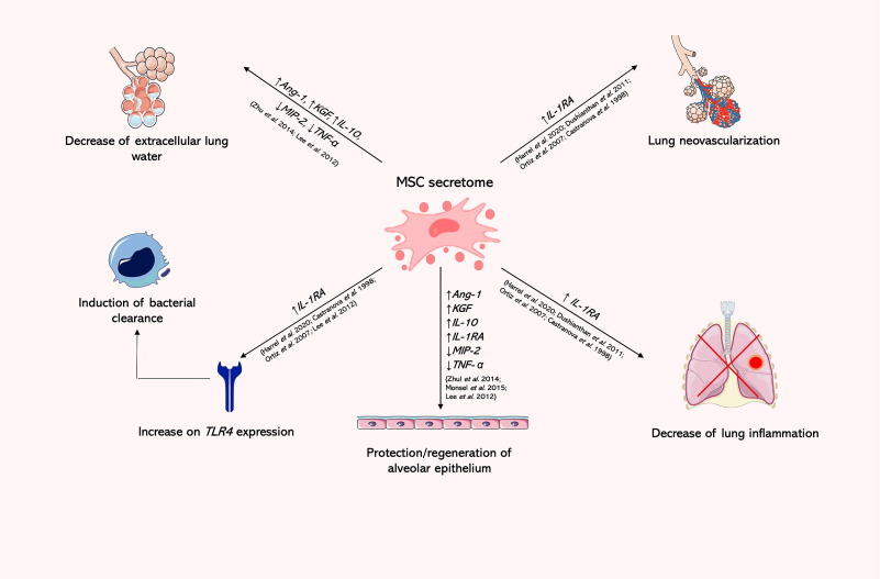 圖4:MSC分泌組在再生醫(yī)學(xué)中的應(yīng)用 圖4:MSC分泌組在再生醫(yī)學(xué)中的應(yīng)用