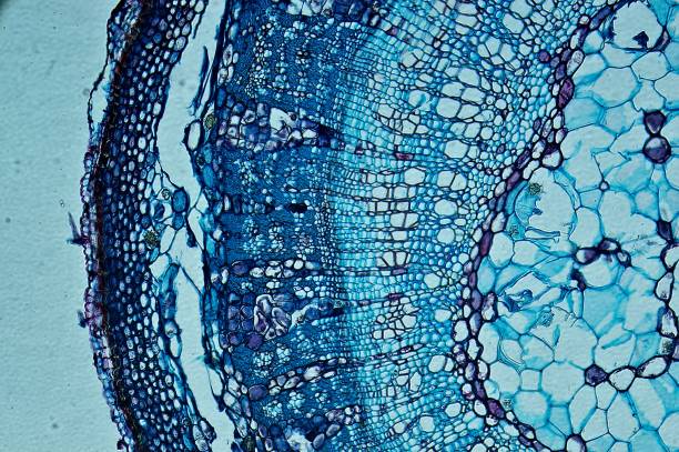 再生醫(yī)學(xué)的間充質(zhì)干細(xì)胞分泌組:先研究進(jìn)展如何 再生醫(yī)學(xué)的間充質(zhì)干細(xì)胞分泌組:先研究進(jìn)展如何