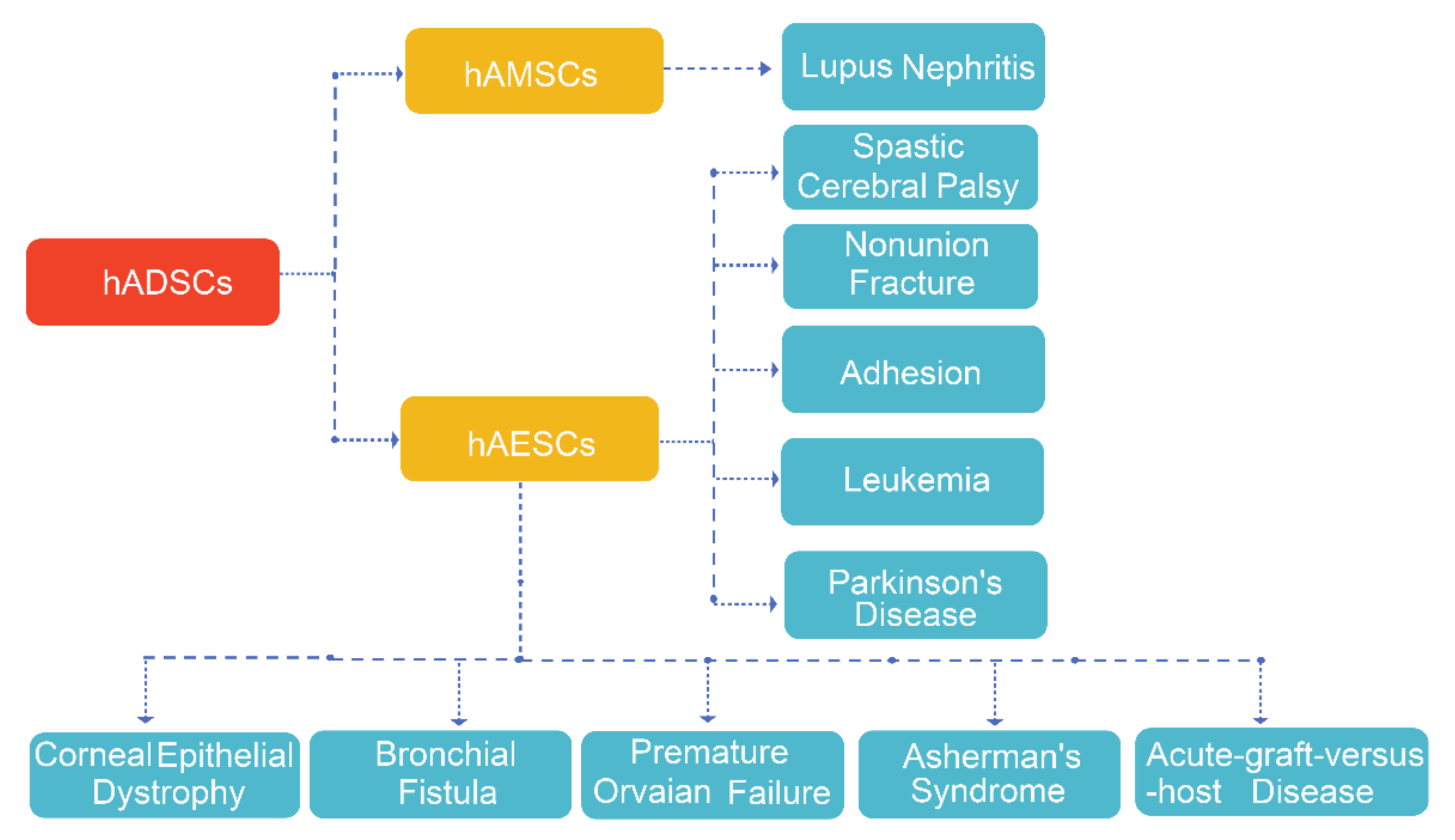 圖4.hADSC的臨床應(yīng)用。