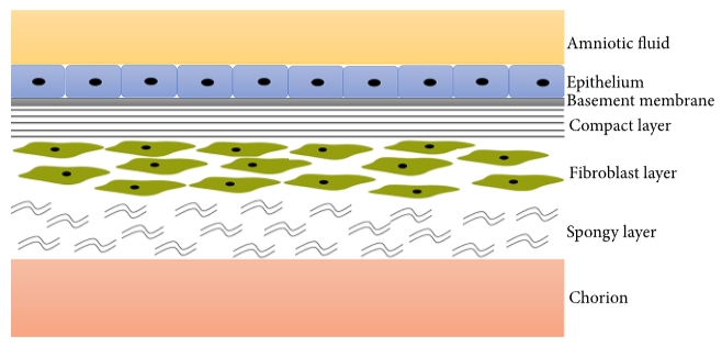 圖1：羊膜示意圖。