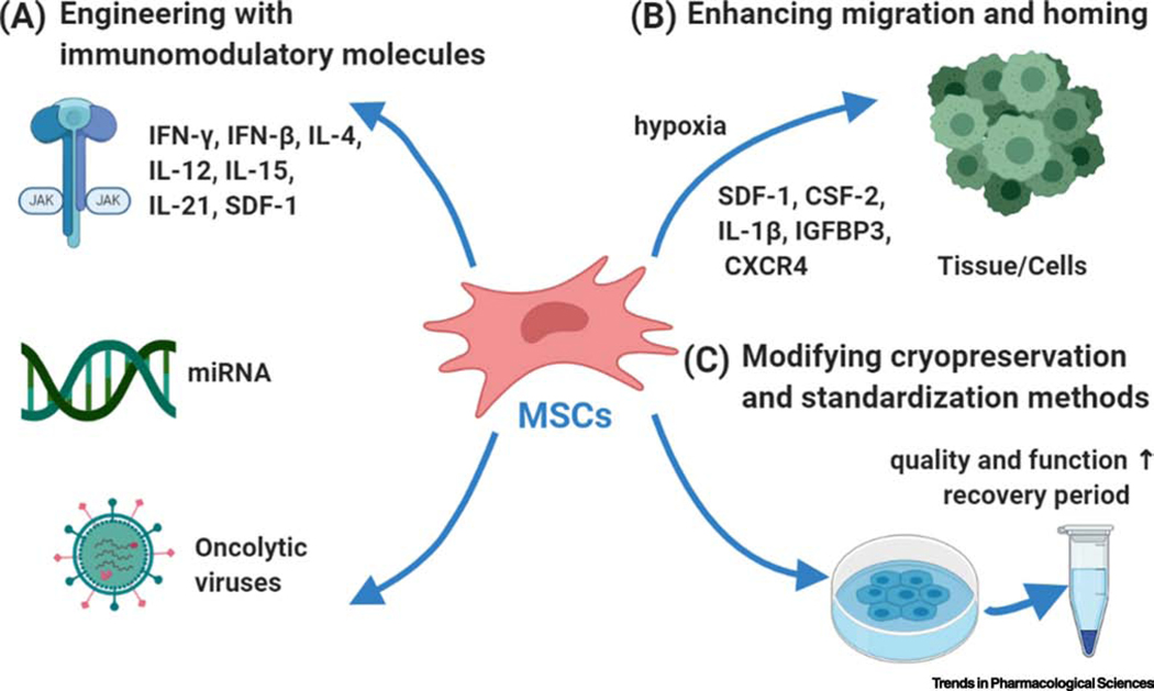 圖2:提升間充質(zhì)干細(xì)胞應(yīng)用效果的三大策略 圖2:提升間充質(zhì)干細(xì)胞應(yīng)用效果的三大策略