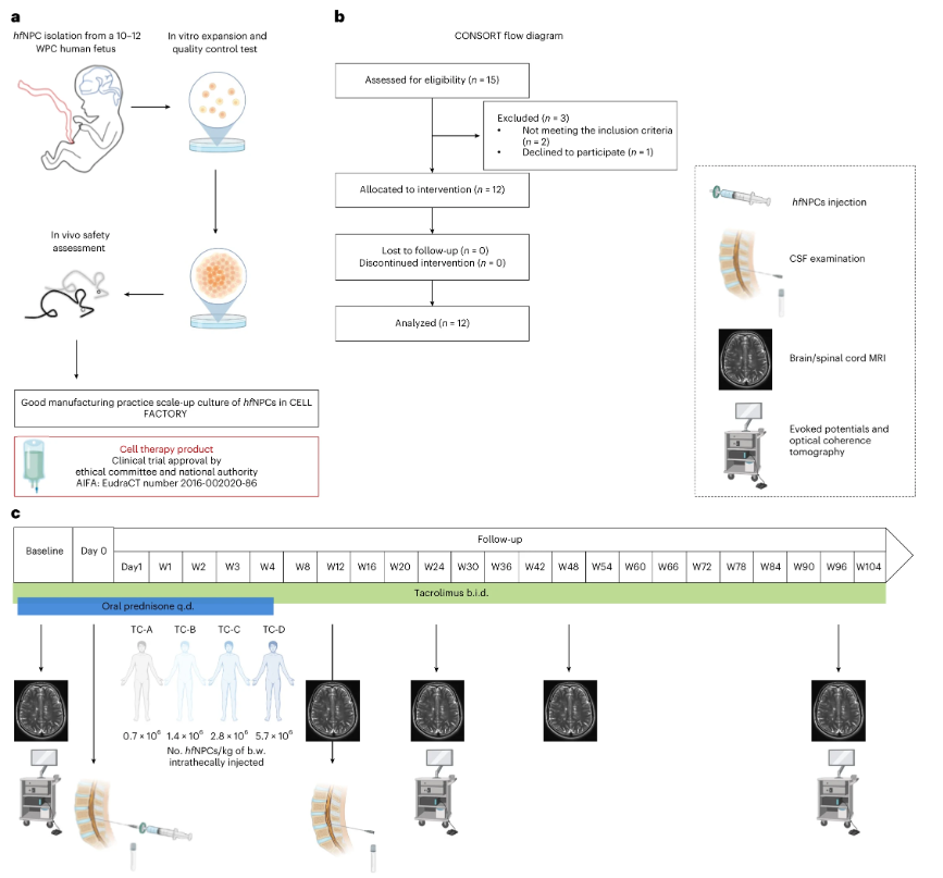 來源于人類胎兒的神經(jīng)干細(xì)胞/前體細(xì)胞