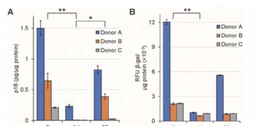 NK細(xì)胞輸注前、輸注后第14天和第90天的p16和β-半乳糖苷酶含量。