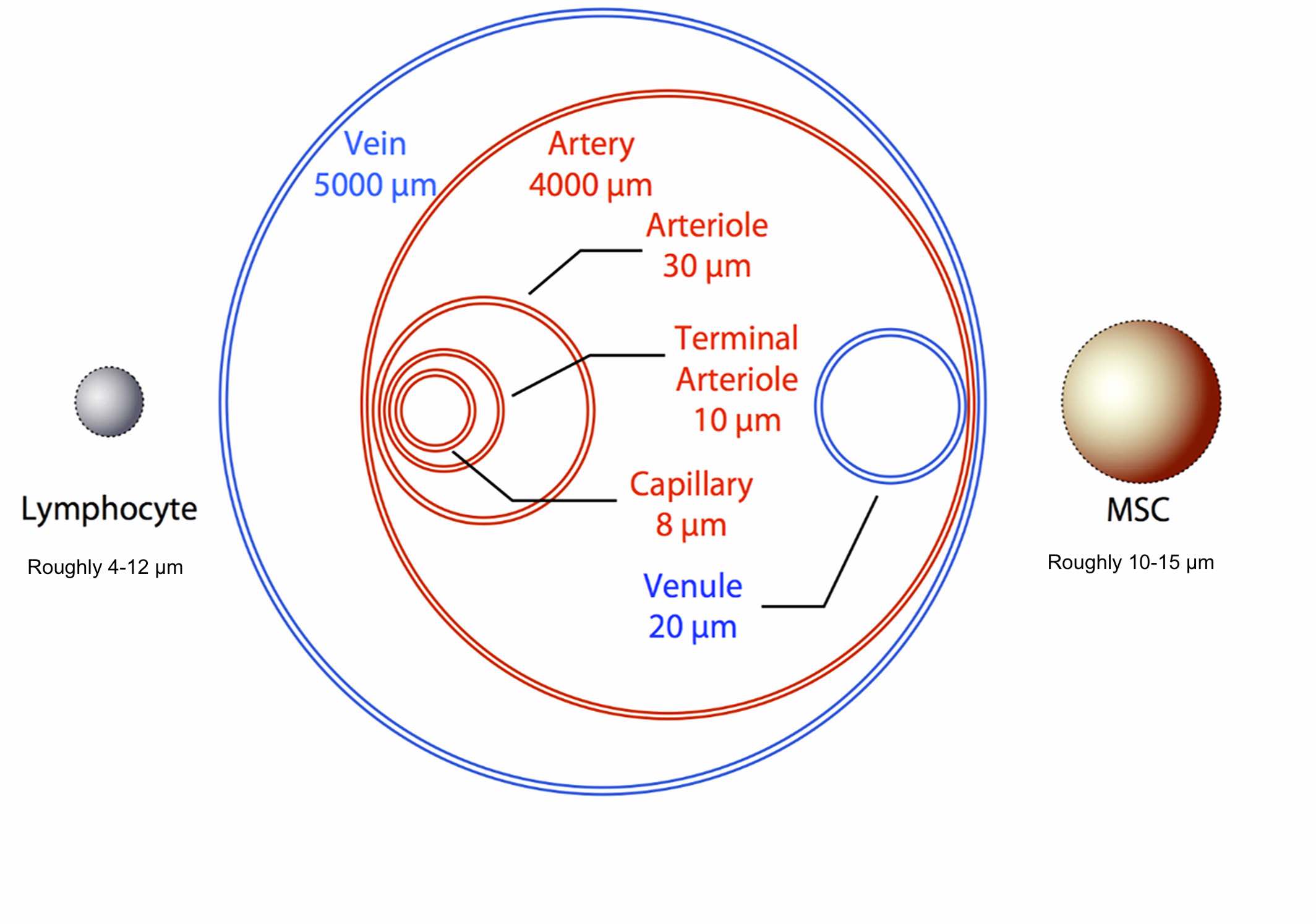 物理尺寸對全身任何細胞的遷移能力都起著至關(guān)重要的作用。