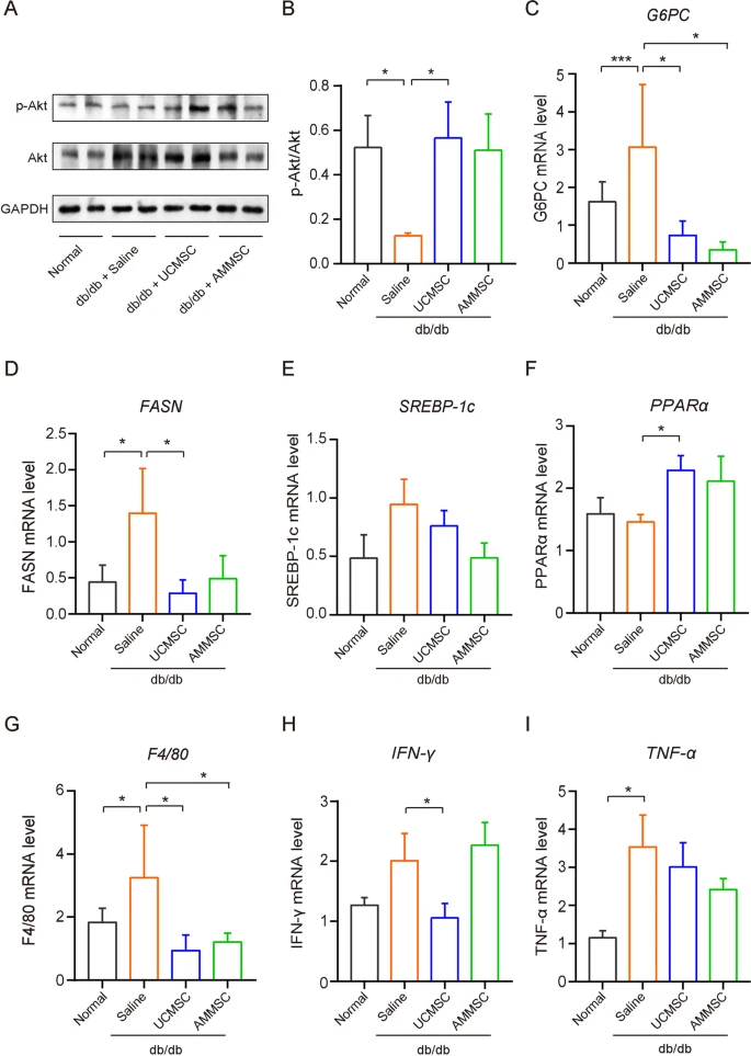 圖3：MSC給藥改善了Akt磷酸化和糖脂代謝功能障礙，并減少了肝臟炎癥。