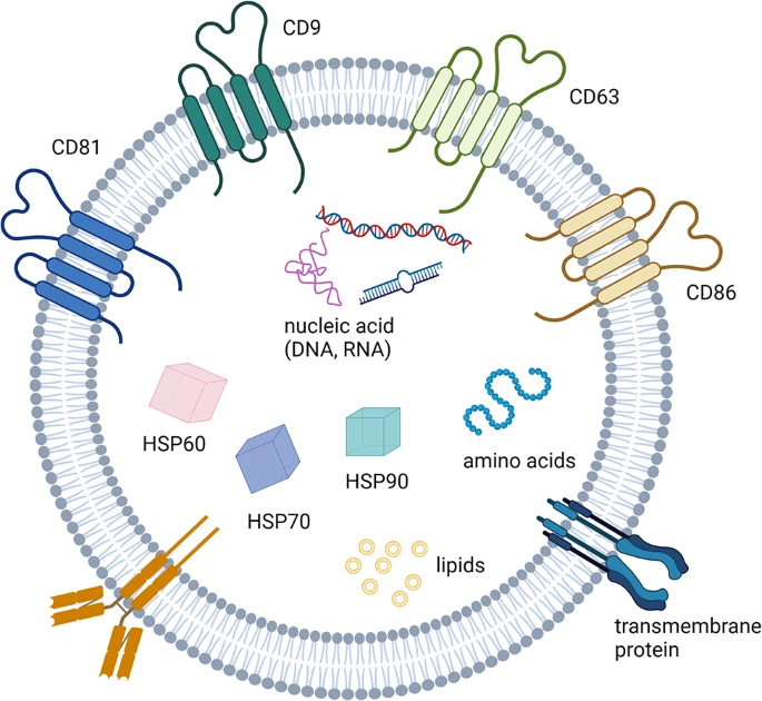 圖3：外顯子組的特征。