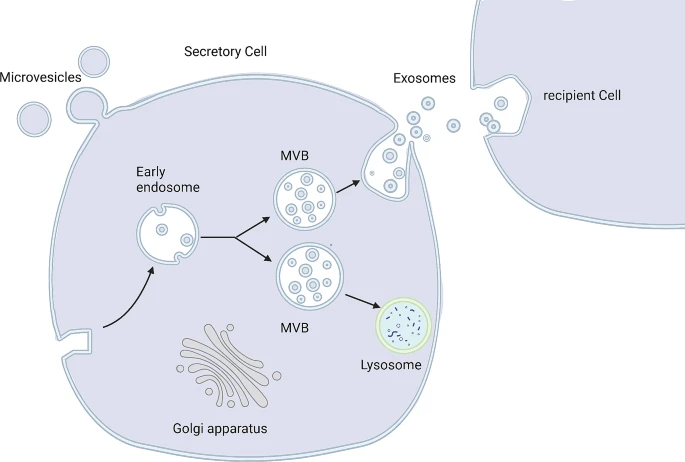 圖4：外泌體的形成與分泌。