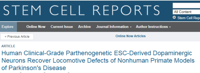 人類臨床級孤雌生殖 ESC 衍生的多巴胺能神經(jīng)元可恢復(fù)非人類靈長類動物帕金森病模型的運(yùn)動缺陷