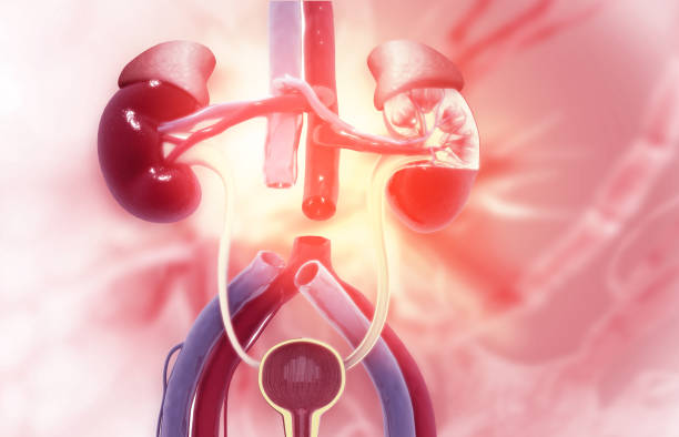 急性腎小管壞死-病因、癥狀、診斷和治療