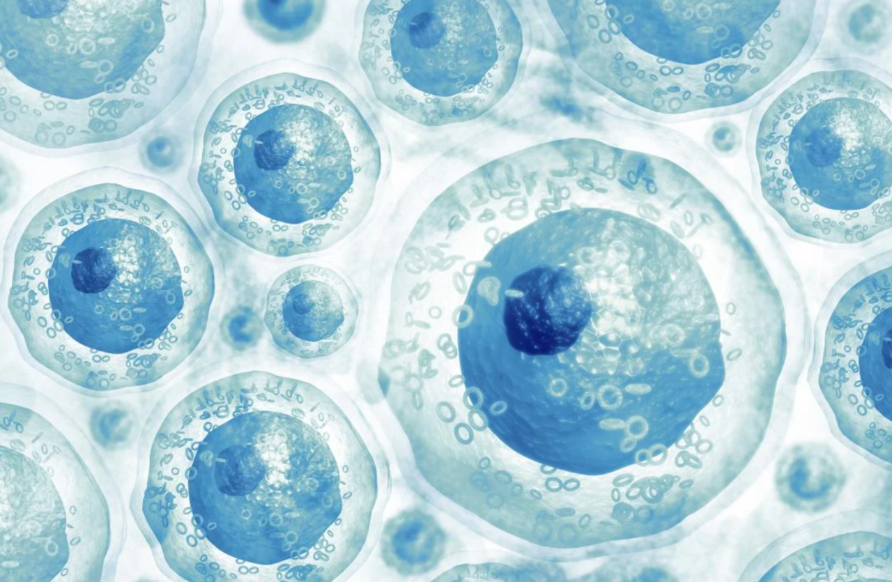 又增加一項(xiàng)！2024年中國(guó)已有13部干細(xì)胞治療相關(guān)專家共識(shí)！