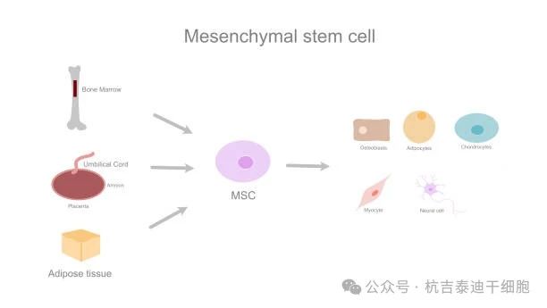 圖1:MSC的治療效果取決于供體來源 圖1:MSC的治療效果取決于供體來源