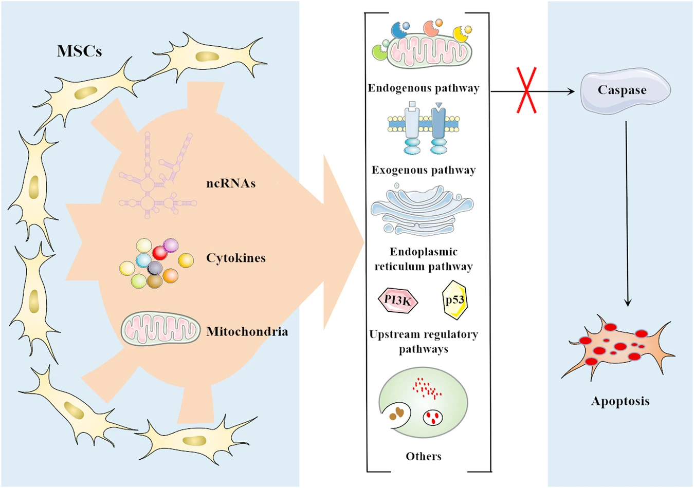 圖2:間充質(zhì)干細胞 (MSC) 通過靶向多種途徑抑制細胞凋亡 圖2:間充質(zhì)干細胞 (MSC) 通過靶向多種途徑抑制細胞凋亡