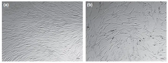 △培養(yǎng)基中培養(yǎng)14天后，年輕組（19-40），中年齡組（41-60）和老年組（61-89歲）的干細(xì)胞計(jì)數(shù)對(duì)比