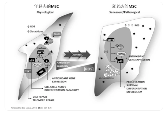 △年輕態(tài)的干細(xì)胞胞體飽滿、呈明顯的梭形；衰老的干細(xì)胞胞體寬大扁平