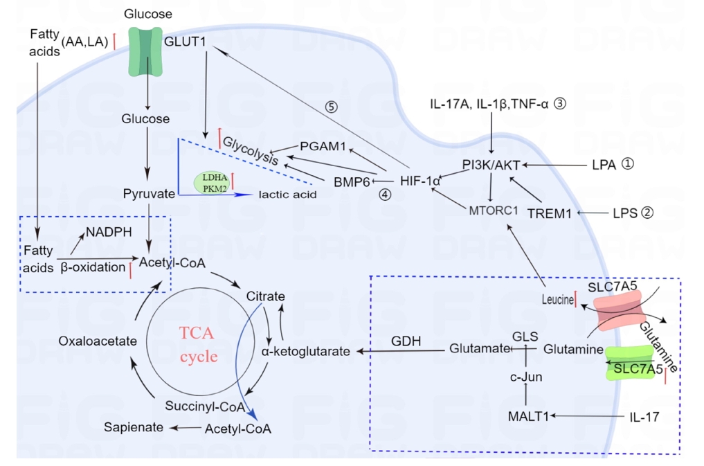 圖1：牛皮癬患者角質(zhì)形成細(xì)胞的代謝途徑發(fā)生改變。