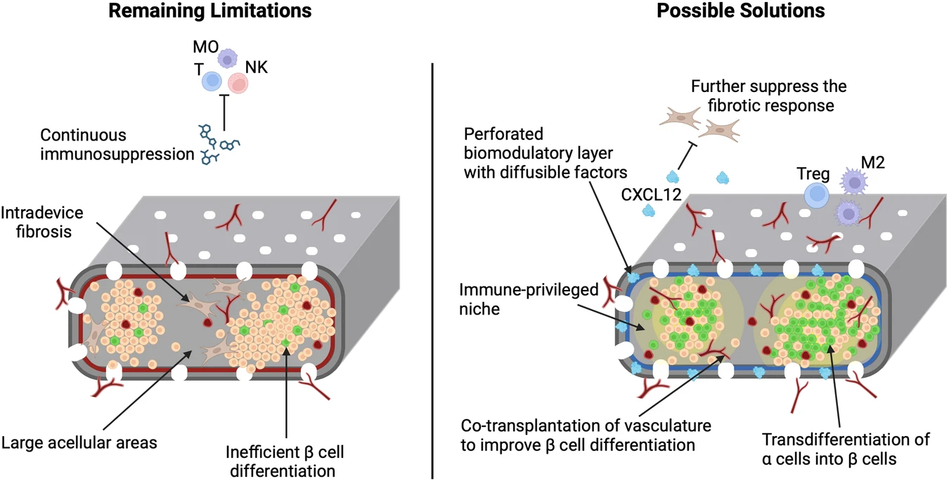 圖2:增加功能性β細胞質量和消除全身免疫抑制的策略 圖2:增加功能性β細胞質量和消除全身免疫抑制的策略
