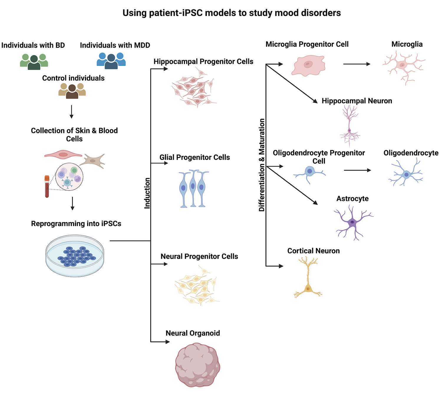 圖1：使用患者-iPSC模型研究情緒障礙。收集患者的皮膚或血液細胞，并使用先前建立的方案將其重新編程為iPSC