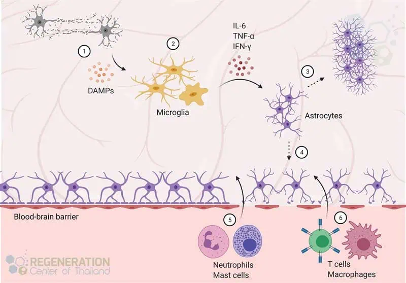 神經元干細胞繞過血腦屏障