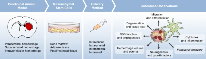 間充質(zhì)干細(xì)胞治療對出血性腦卒中患者來說既安全又可耐受 間充質(zhì)干細(xì)胞治療對出血性腦卒中患者來說既安全又可耐受
