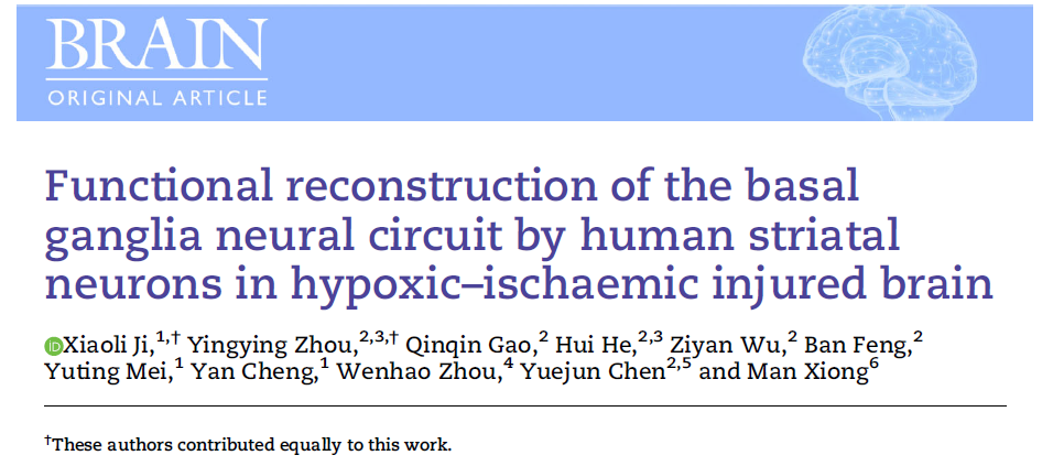 缺氧缺血性腦損傷中人類紋狀體神經(jīng)元對(duì)基底神經(jīng)節(jié)神經(jīng)回路的功能重建 缺氧缺血性腦損傷中人類紋狀體神經(jīng)元對(duì)基底神經(jīng)節(jié)神經(jīng)回路的功能重建