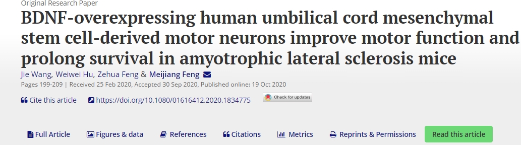 BDNF過度表達(dá)的人臍帶間充質(zhì)干細(xì)胞衍生的運(yùn)動(dòng)神經(jīng)元可改善肌萎縮側(cè)索硬化癥小鼠的運(yùn)動(dòng)功能并延長生存期