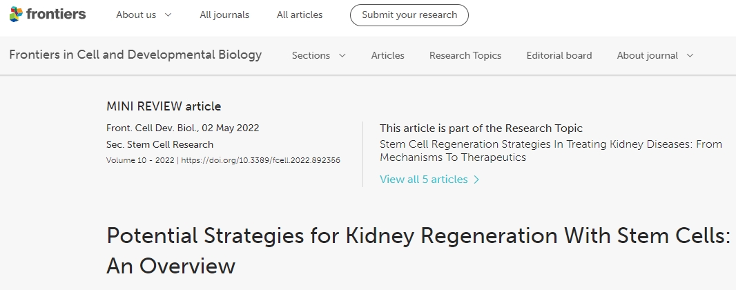 利用干細(xì)胞進(jìn)行腎臟再生的潛在策略：概述