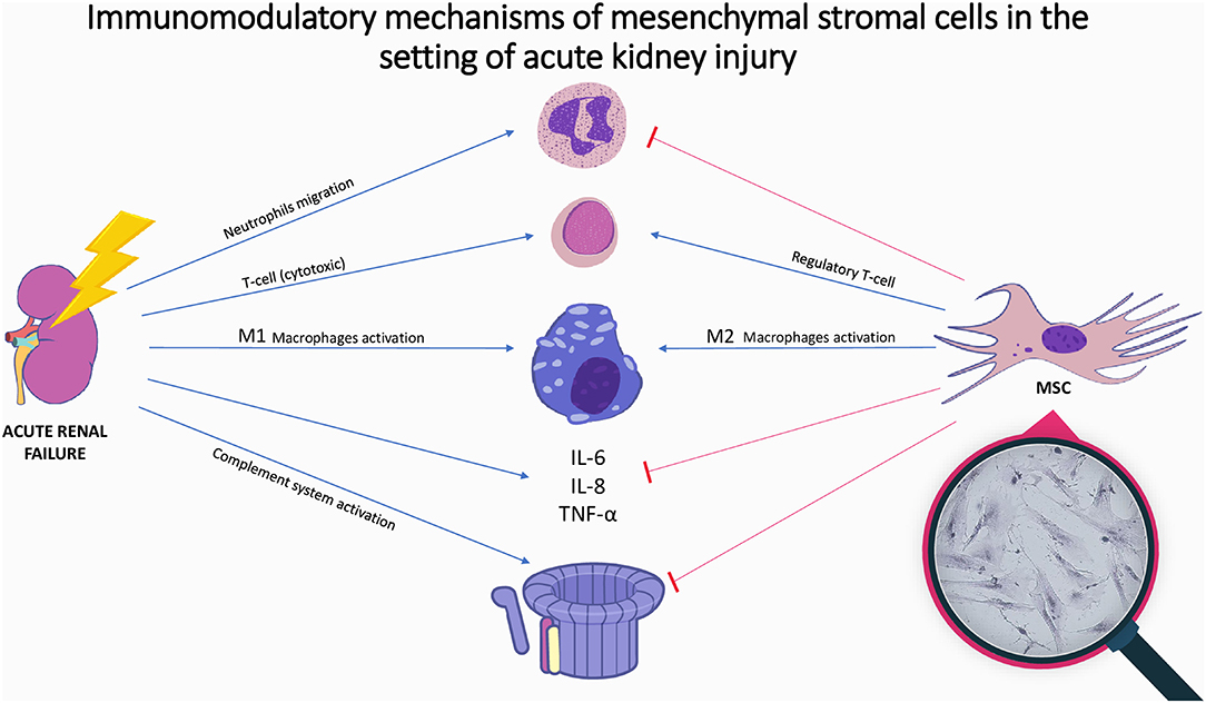 圖1：間充質(zhì)基質(zhì)細(xì)胞在急性腎損傷中的免疫調(diào)節(jié)機(jī)制。