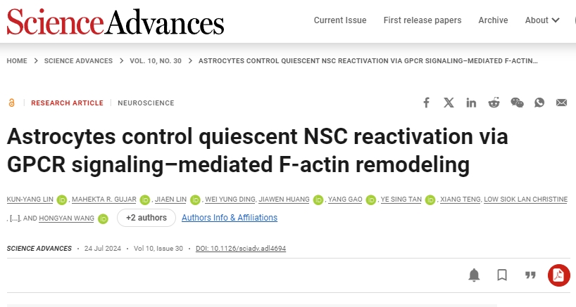 星形膠質(zhì)細(xì)胞通過 GPCR 信號(hào)介導(dǎo)的 F-肌動(dòng)蛋白重塑控制靜止 NSC 再激活