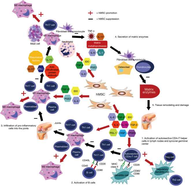 圖3：MSC在關(guān)節(jié)炎中在多個(gè)細(xì)胞信號(hào)傳導(dǎo)水平上發(fā)揮作用。