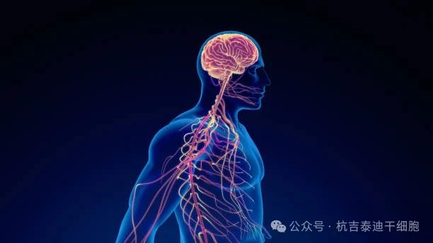 干細(xì)胞療法與神經(jīng)系統(tǒng)疾病