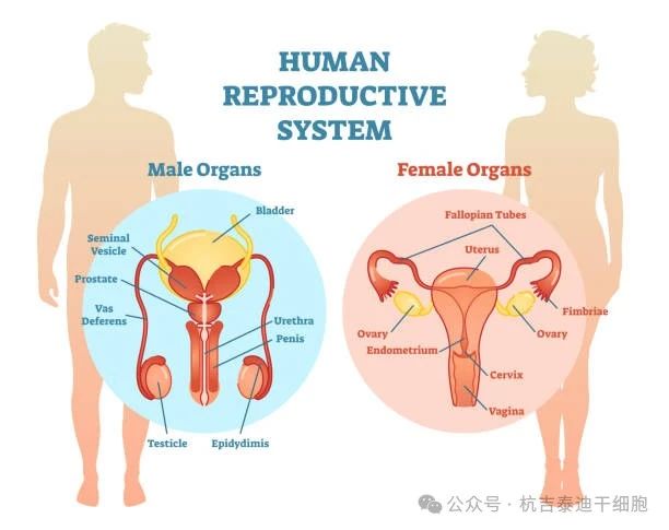 生殖系統(tǒng)疾病