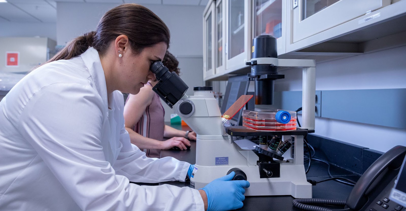 在干細(xì)胞用于治療之前，必須對(duì)其進(jìn)行適當(dāng)?shù)募せ詈团囵B(yǎng)。