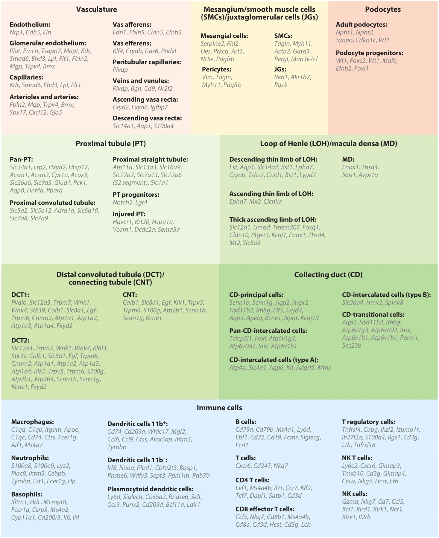 圖4：腎臟上皮細胞、內皮細胞和免疫細胞的細胞類型特異性標記基因